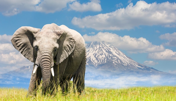 Gettyimages 494035612 Kenya Amboseli Safari Elefant