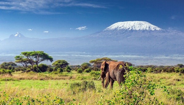 Gettyimages 513568959 Kenya Amboseli Elefant
