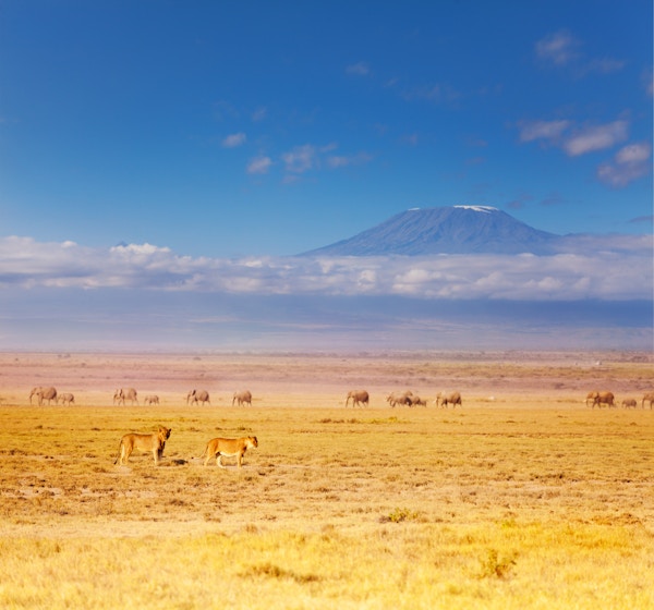 Gettyimages 628922630 Kenya Amboseli Love