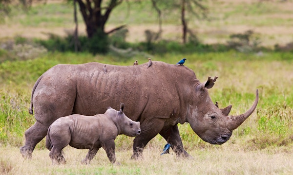 Gettyimages 158370733 Kenya Nairobi Nasjonalpark Safari Neshorn