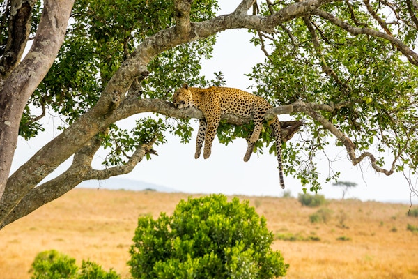 Gettyimages 594025408 Afrika Safari Leopard