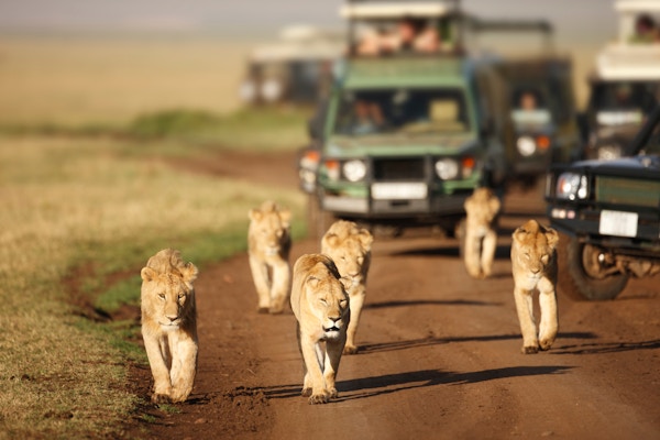 Stocksy Txp222768Daxo9000 Afrika Safari