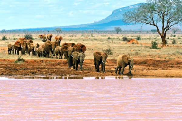 Gettyimages 492483888 Kenya Tsavo East Elefant