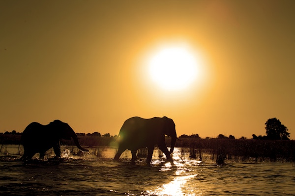 Istock 497797243 Afrika Botswana Chobe Elefant Safari