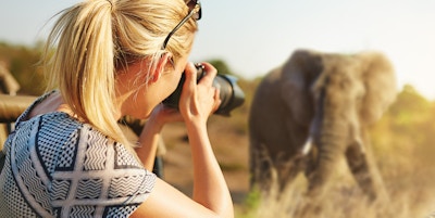 I Stock-506872450_Afrika_Sor-Afrika_safari_Kruger_elefant