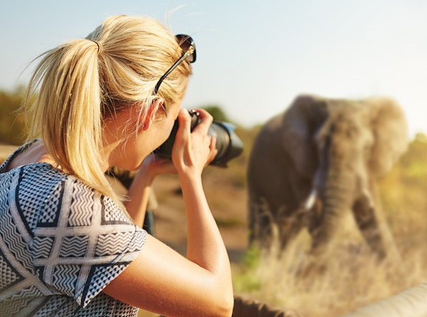 I Stock-506872450_Afrika_Sor-Afrika_safari_Kruger_elefant