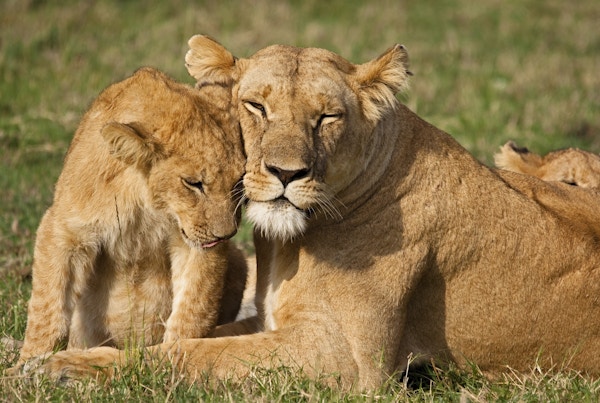 Istock 000017931823 Afrika