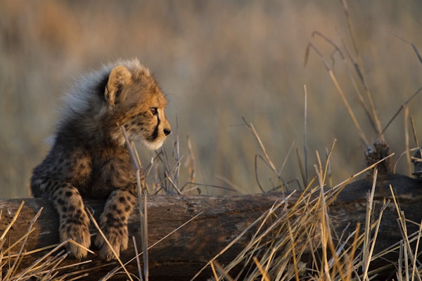 Istock 000018161488 Afrika